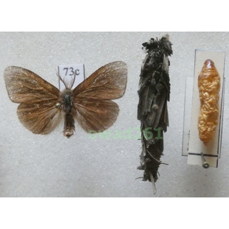 Canephora hirsuta (Poda, 1761) Czech73c
